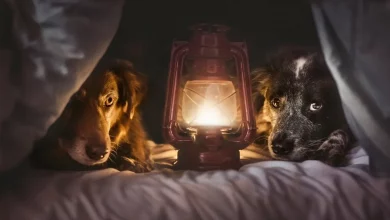 Dois Cães Resgatados das Ruas Agora Vivem Seus Melhores Dias na Estrada—Vendo as Maravilhas da Europa