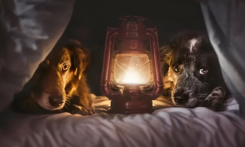 Dois Cães Resgatados das Ruas Agora Vivem Seus Melhores Dias na Estrada—Vendo as Maravilhas da Europa Dois Cães Resgatados das Ruas Agora Vivem Seus Melhores Dias na Estrada—Vendo as Maravilhas da Europa