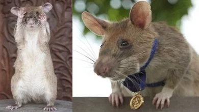 Este Rato Fareja Minas Terrestres no Camboja – E Acaba de Ganhar uma Medalha de Ouro Pelo Seu Trabalho de Salvar Vidas