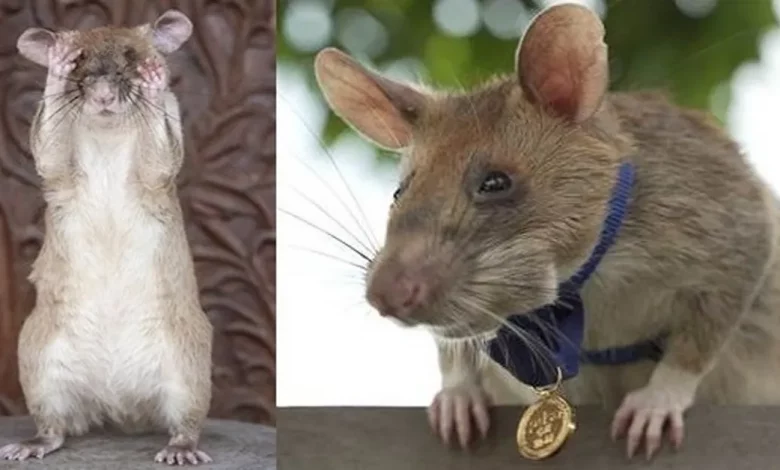 Este Rato Fareja Minas Terrestres no Camboja – E Acaba de Ganhar uma Medalha de Ouro Pelo Seu Trabalho de Salvar Vidas Este Rato Fareja Minas Terrestres no Camboja – E Acaba de Ganhar uma Medalha de Ouro Pelo Seu Trabalho de Salvar Vidas