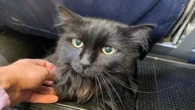 Gato Desaparecido Finalmente Reencontra o Dono Após Ser Encontrado Perambulando pelas Ruas a 2.250 Quilômetros de Distância