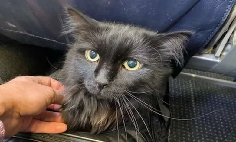 Gato Desaparecido Finalmente Reencontra o Dono Após Ser Encontrado Perambulando pelas Ruas a 2.250 Quilômetros de Distância Gato Desaparecido Finalmente Reencontra o Dono Após Ser Encontrado Perambulando pelas Ruas a 2.250 Quilômetros de Distância
