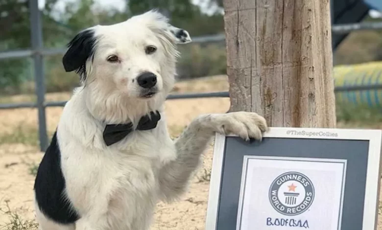 Assista Este Famoso Cachorro Quebra o Recorde Mundial de Mais Truques Realizados em um Minuto Assista Este Famoso Cachorro Quebra o Recorde Mundial de Mais Truques Realizados em um Minuto