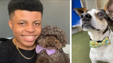 Adolescentes Criam Pequenas Gravatas-Borboleta para Cães de Abrigo e Ajudam-nos a Ser Adotados