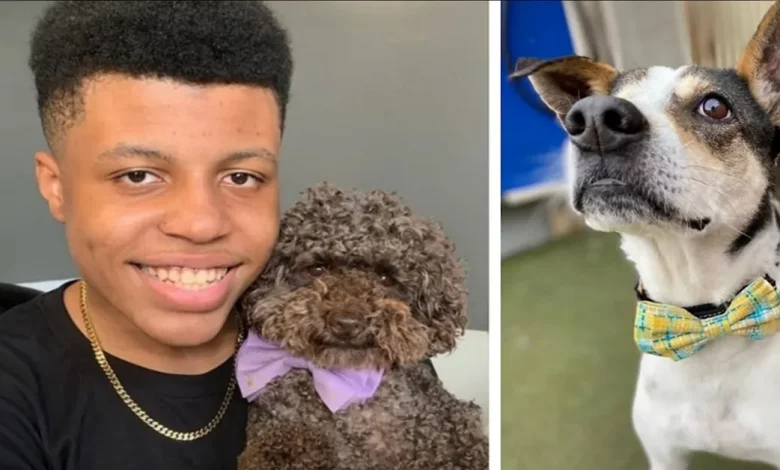 Adolescentes Criam Pequenas Gravatas-Borboleta para Cães de Abrigo e Ajudam-nos a Ser Adotados Adolescentes Criam Pequenas Gravatas-Borboleta para Cães de Abrigo e Ajudam-nos a Ser Adotados