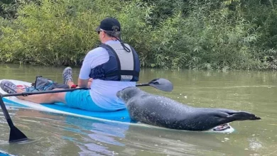 Veja o Momento em que Esta Foca Pula Diretamente nas Costas de um Stand Up Paddle para Conseguir uma Carona