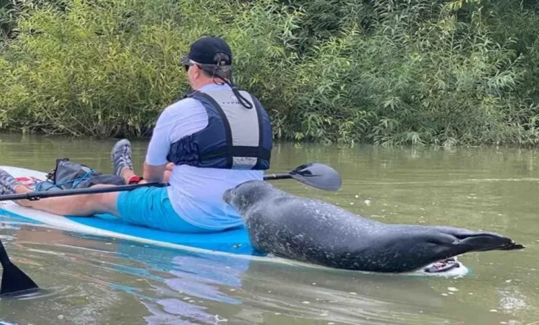 Veja o Momento em que Esta Foca Pula Diretamente nas Costas de um Stand Up Paddle para Conseguir uma Carona Veja o Momento em que Esta Foca Pula Diretamente nas Costas de um Stand Up Paddle para Conseguir uma Carona