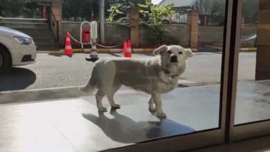Cachorra Leal Segue Ambulância e Espera Quase Uma Semana Para se Reunir Com Seu Humano no Hospital