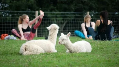 Agora Você Pode Praticar Yoga em um Campo Cheio de Adoráveis Alpacas