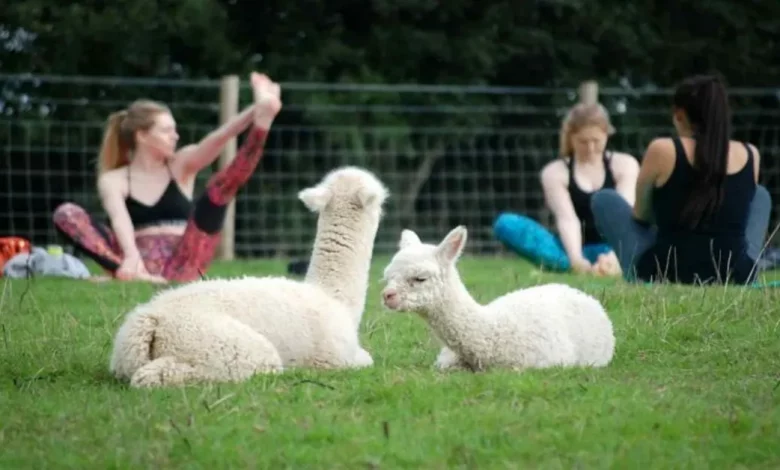 Agora Você Pode Praticar Yoga em um Campo Cheio de Adoráveis Alpacas Agora Você Pode Praticar Yoga em um Campo Cheio de Adoráveis Alpacas