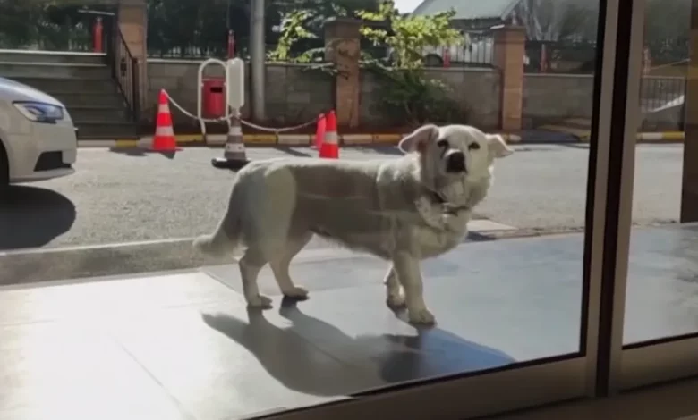 Cachorra Leal Segue Ambulância e Espera Quase Uma Semana Para se Reunir Com Seu Humano no Hospital Cachorra Leal Segue Ambulância e Espera Quase Uma Semana Para se Reunir Com Seu Humano no Hospital