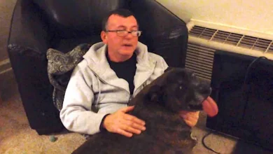 A Vida de um Homem Sem-Teto Muda Completamente Após Ele Retribuir Abrigo de Animais que Cuidadosamente Cuidou de Seu Cão