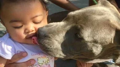 Enquanto Pit Bull Resgata Família de Incêndio na Casa, Ela Puxa Bebê para a Segurança Pela Fralda