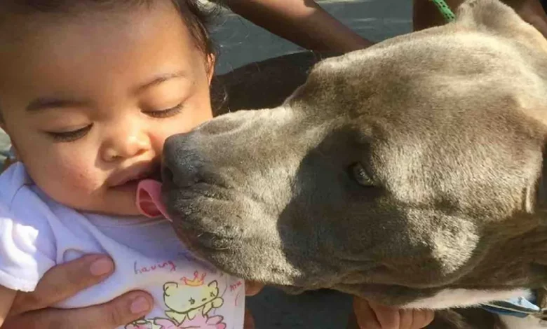 Enquanto Pit Bull Resgata Família de Incêndio na Casa, Ela Puxa Bebê para a Segurança Pela Fralda Enquanto Pit Bull Resgata Família de Incêndio na Casa, Ela Puxa Bebê para a Segurança Pela Fralda