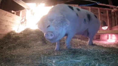 Bom Samaritano Salva Porquinho de Fazendeira, Liga para Emergência Após Assistir Transmissão Ao Vivo e Ver Celeiro em Chamas