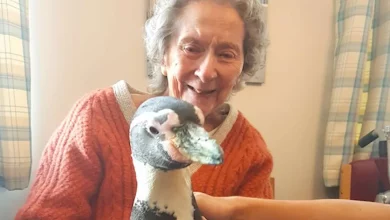 Após uma Sra. de 99 Anos Expressar um Desejo de Conhecer um Pinguim, Todo o Lar de Idosos é Surpreendido com uma Visita Especial