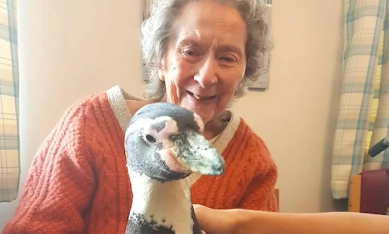 Após uma Sra. de 99 Anos Expressar um Desejo de Conhecer um Pinguim, Todo o Lar de Idosos é Surpreendido com uma Visita Especial Após uma Sra. de 99 Anos Expressar um Desejo de Conhecer um Pinguim, Todo o Lar de Idosos é Surpreendido com uma Visita Especial