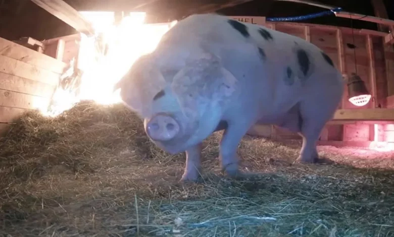 Bom Samaritano Salva Porquinho de Fazendeira, Liga para Emergência Após Assistir Transmissão Ao Vivo e Ver Celeiro em Chamas Bom Samaritano Salva Porquinho de Fazendeira, Liga para Emergência Após Assistir Transmissão Ao Vivo e Ver Celeiro em Chamas