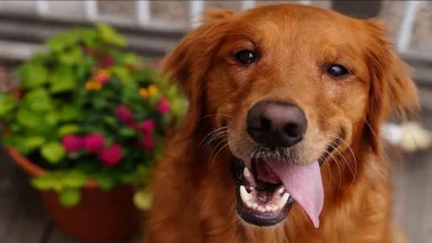 Cães Idosos Abandonados Estão Vivendo Seus Anos Dourados Com Amor Neste Novo Santuário de Aposentadoria