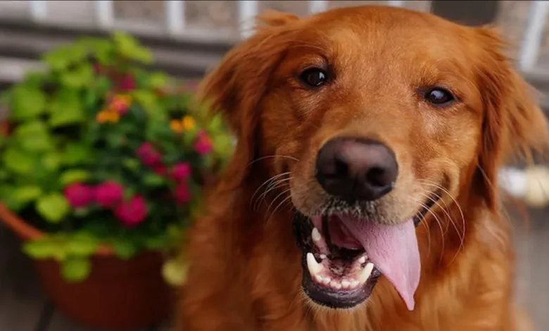 Cães Idosos Abandonados Estão Vivendo Seus Anos Dourados Com Amor Neste Novo Santuário de Aposentadoria Cães Idosos Abandonados Estão Vivendo Seus Anos Dourados Com Amor Neste Novo Santuário de Aposentadoria