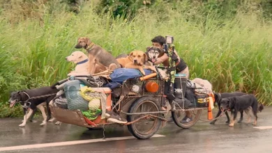 Homem Humilde Caminha Quase Todo o Perímetro do México Salvando Centenas de Cães Doentes e Feridos
