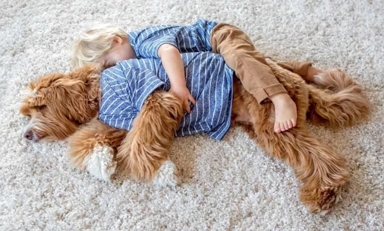 Labradoodle Cria Vínculo Incrível com Menino de 7 Anos Que Foi Adotado na Família ao Mesmo Tempo Labradoodle Cria Vínculo Incrível com Menino de 7 Anos Que Foi Adotado na Família ao Mesmo Tempo