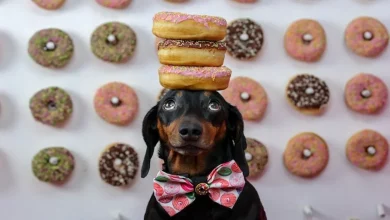 Os Donos Não Acreditavam que o Dachshund Conseguia Fazer Truques, Mas Agora Ele é Famoso por Equilibrar Coisas na Cabeça
