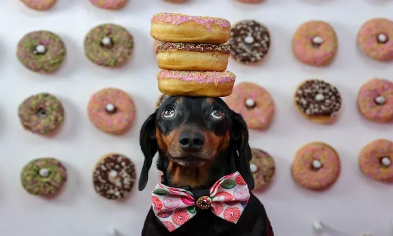 Os Donos Não Acreditavam que o Dachshund Conseguia Fazer Truques, Mas Agora Ele é Famoso por Equilibrar Coisas na Cabeça Os Donos Não Acreditavam que o Dachshund Conseguia Fazer Truques, Mas Agora Ele é Famoso por Equilibrar Coisas na Cabeça