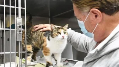 Gato Foi Considerado Perdido em Deslizamentos de Terra na Califórnia. 3 Anos Depois, o ‘Gato Milagre’ Reapareceu