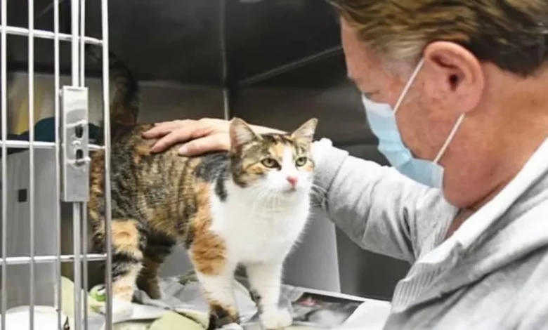 Gato Foi Considerado Perdido em Deslizamentos de Terra na Califórnia. 3 Anos Depois, o ‘Gato Milagre’ Reapareceu Gato Foi Considerado Perdido em Deslizamentos de Terra na Califórnia. 3 Anos Depois, o ‘Gato Milagre’ Reapareceu