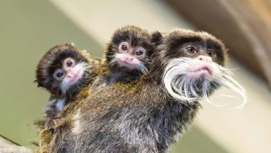 Esses Trigêmeos de Tamarin-Imperador Nasceram do Tamanho de um Dedal – Com os Mais Fofos Bigodinhos