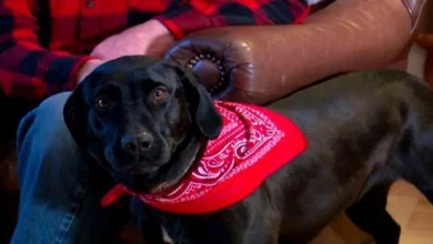 Quando uma mulher de 87 anos caiu durante uma tempestade de inverno, ela foi resgatada por um cão (agora chamado de Lassie)