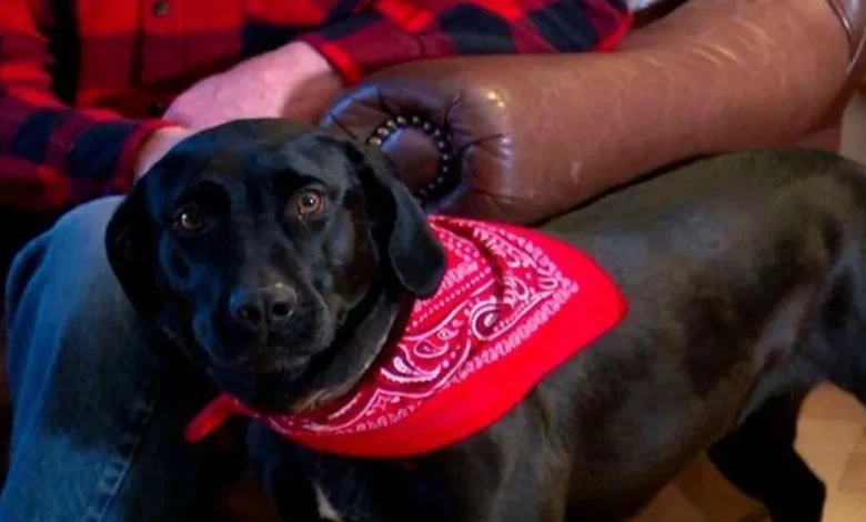 Quando uma mulher de 87 anos caiu durante uma tempestade de inverno, ela foi resgatada por um cão (agora chamado de Lassie) Quando uma mulher de 87 anos caiu durante uma tempestade de inverno, ela foi resgatada por um cão (agora chamado de Lassie)