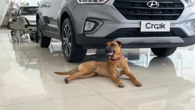 Quando um Afetuoso Cachorro de Rua Brasileiro Passou a Visitar Diariamente uma Concessionária, Eles Finalmente o Contrataram como Vendedor