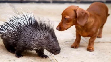 Após Ser Rejeitado pela Mãe, Porco-Espinho Encontra Melhor Amigo em Cachorro Salsicha