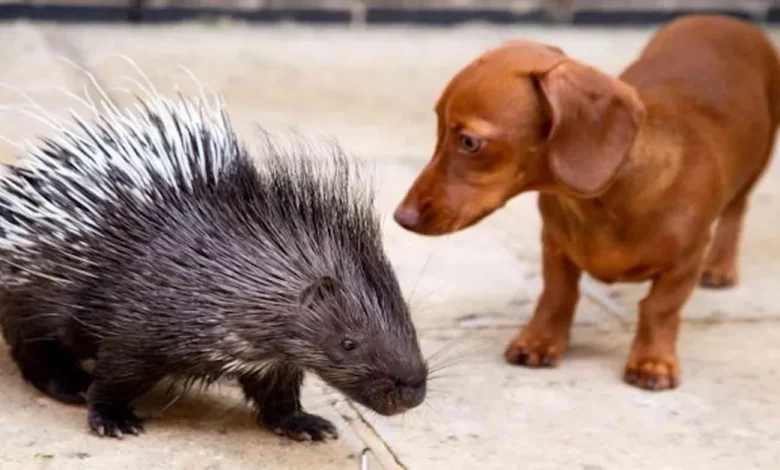 Após Ser Rejeitado pela Mãe, Porco-Espinho Encontra Melhor Amigo em Cachorro Salsicha Após Ser Rejeitado pela Mãe, Porco-Espinho Encontra Melhor Amigo em Cachorro Salsicha