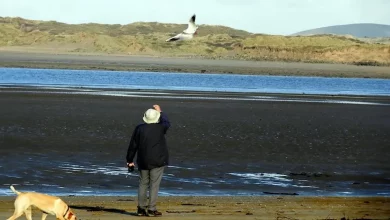 Gaivota Visita o Homem Que a Salvou Quase Todos os Dias nos Últimos 12 Anos