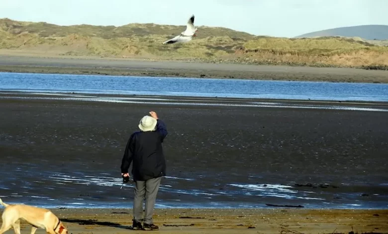 Gaivota Visita o Homem Que a Salvou Quase Todos os Dias nos Últimos 12 Anos Gaivota Visita o Homem Que a Salvou Quase Todos os Dias nos Últimos 12 Anos