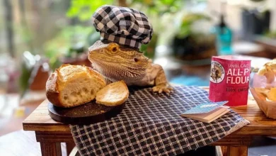 Esse Lagarto Tem Seu Próprio Livro de Receitas – e é Totalmente Adorável