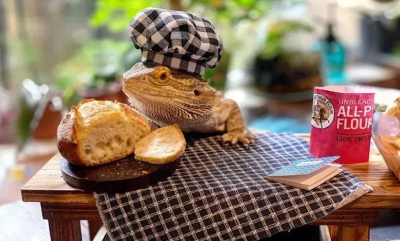 Esse Lagarto Tem Seu Próprio Livro de Receitas – e é Totalmente Adorável Esse Lagarto Tem Seu Próprio Livro de Receitas – e é Totalmente Adorável