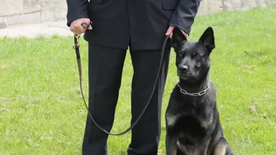 Este Cão Policial Teve o Primeiro Turno Mais Bem-Sucedido de Sempre—Encontrando uma Mãe Desaparecida e Seu Filho de 1 Ano em um Desfiladeiro Remoto