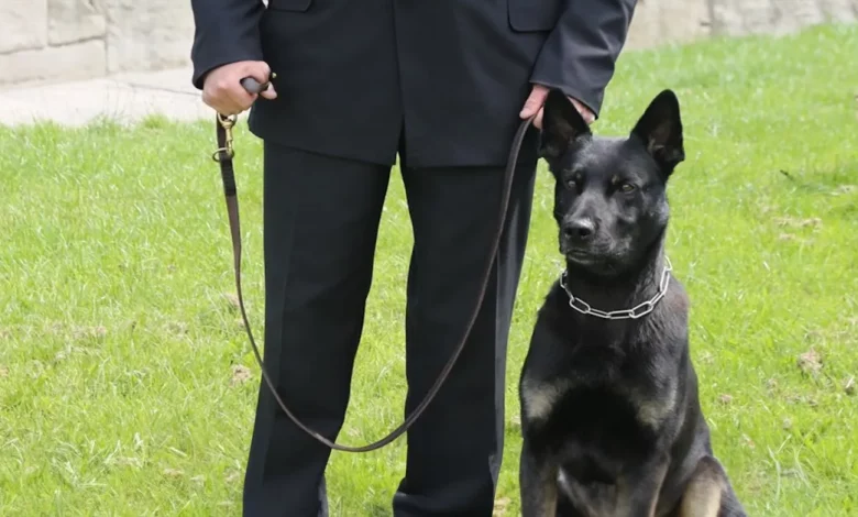 Este Cão Policial Teve o Primeiro Turno Mais Bem-Sucedido de Sempre—Encontrando uma Mãe Desaparecida e Seu Filho de 1 Ano em um Desfiladeiro Remoto Este Cão Policial Teve o Primeiro Turno Mais Bem-Sucedido de Sempre—Encontrando uma Mãe Desaparecida e Seu Filho de 1 Ano em um Desfiladeiro Remoto