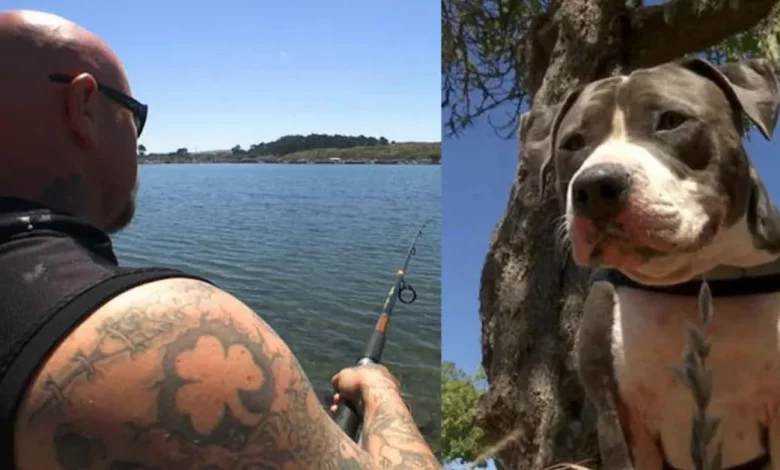 Pit Bull Aclamado Como Herói Após Ter Combatido um Tubarão para Salvar Seu Dono Pit Bull Aclamado Como Herói Após Ter Combatido um Tubarão para Salvar Seu Dono