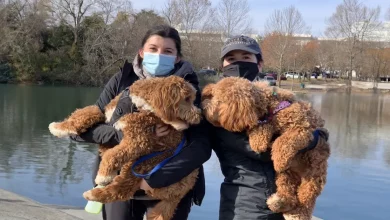 Assista ao Momento Sereno em que uma Cachorra Encontra seu Irmão Filhote em um Parque—Mesmo Ele Vivendo a 800 Km de Distância
