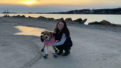 Garota Que Poderia Morrer de Qualquer Cheiro Forte é Salva por um Cachorro Especialmente Treinado