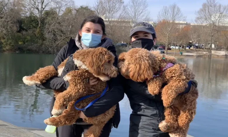 Assista ao Momento Sereno em que uma Cachorra Encontra seu Irmão Filhote em um Parque—Mesmo Ele Vivendo a 800 Km de Distância Assista ao Momento Sereno em que uma Cachorra Encontra seu Irmão Filhote em um Parque—Mesmo Ele Vivendo a 800 Km de Distância