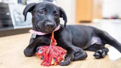 Cachorrinha de 6 Patas Ganha um Lar Perfeito Após Ser Adotada por Menino Sofrendo Bullying