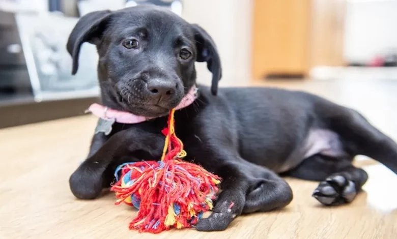 Cachorrinha de 6 Patas Ganha um Lar Perfeito Após Ser Adotada por Menino Sofrendo Bullying Cachorrinha de 6 Patas Ganha um Lar Perfeito Após Ser Adotada por Menino Sofrendo Bullying