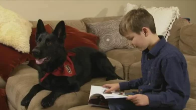Estranho Dirige 3.700 Quilômetros Para Reunir Cachorro Adorado com Menino em Recuperação de Cirurgia