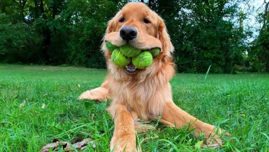 Cachorro Bate Recorde Mundial de Maior Número de Bolas de Tênis em Sua Boca—E Usuários das Redes Sociais Estão Empolgados